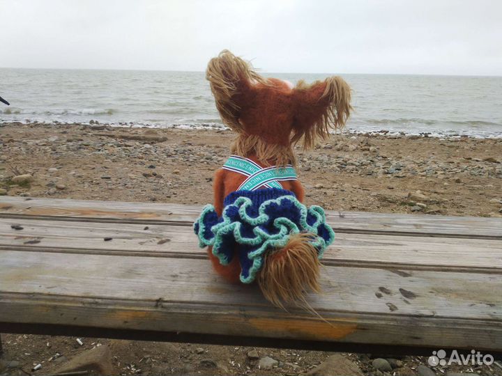 Одежда для собак