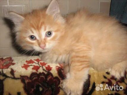 Прелестные котики