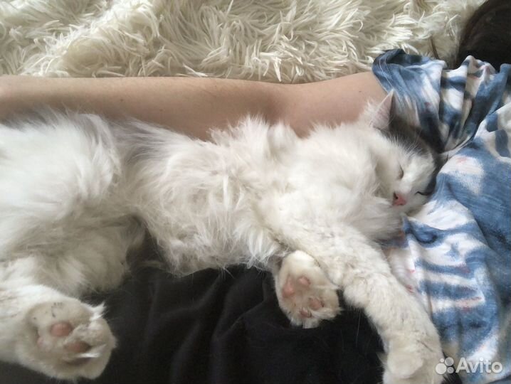 Чудо кошка мышеловка