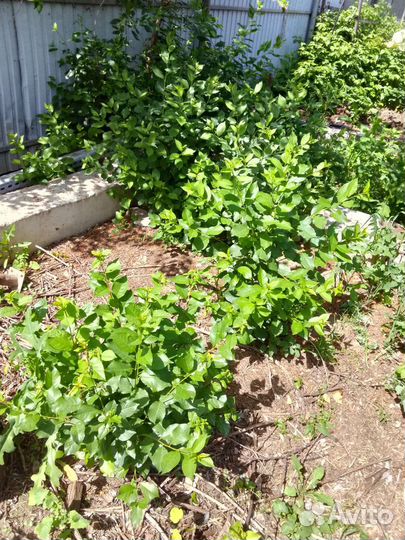 Саженцы вишни