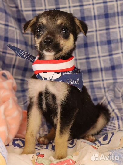 Щенок в поисках дома