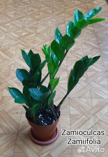 Замиокулькас Замифолия