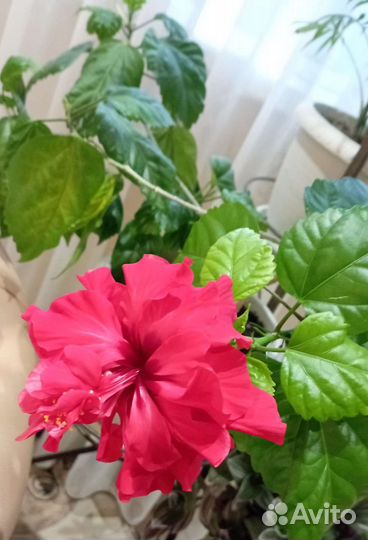 Черенки домашних цветов