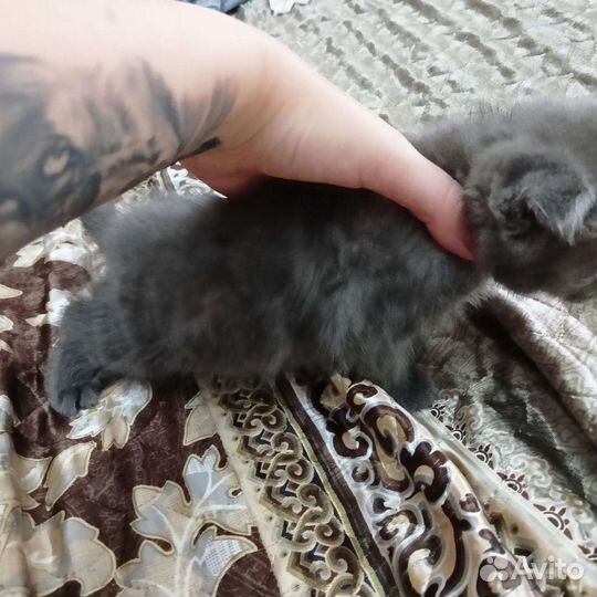 Кошки шотландцы
