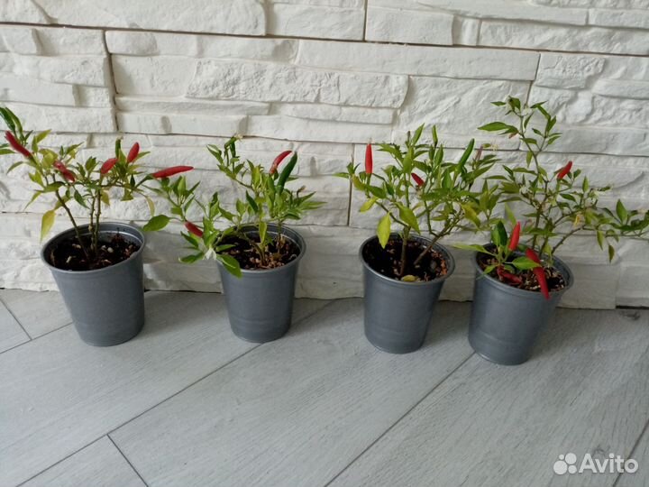 Перец острый огонек