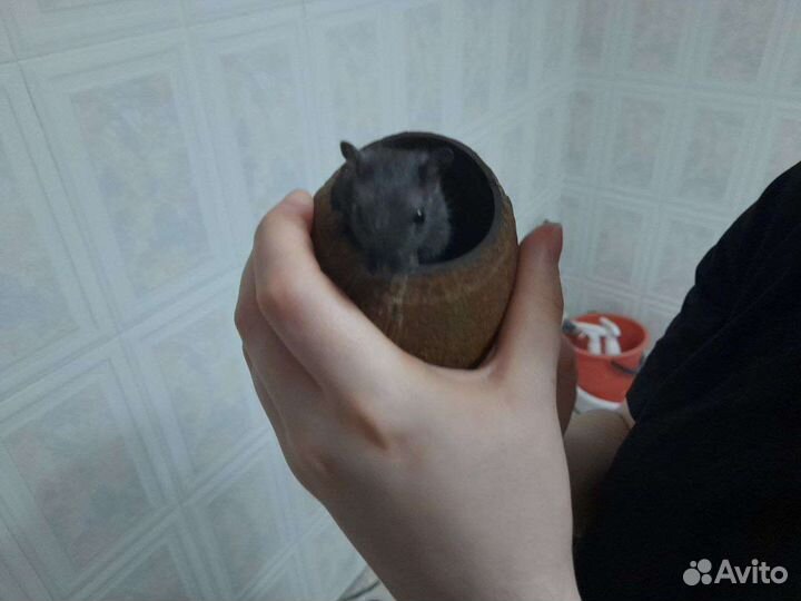 Монгольская песчанка