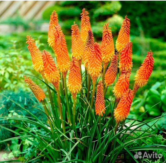 Книфофия Альказар в контейнере P9 (зкс)