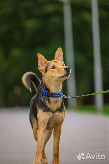 Собака полностью готова жить в квартире