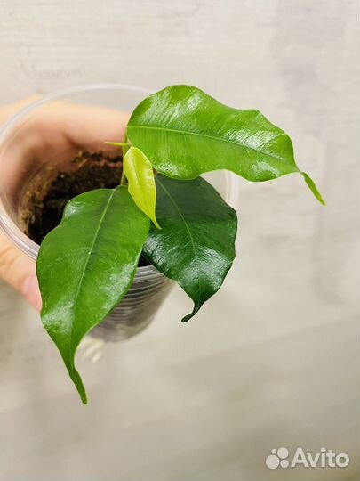 Фикус Наоми Голд