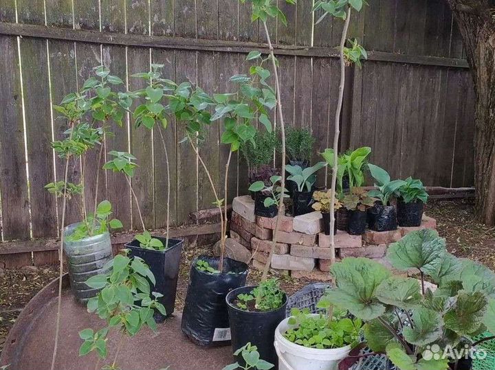 Сирень махровая