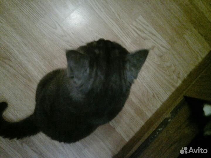 Вязка Британец