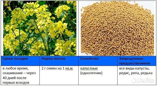 Семена горчицы