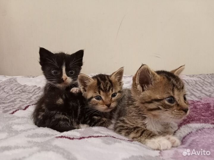 Кошка в дар бесплатно