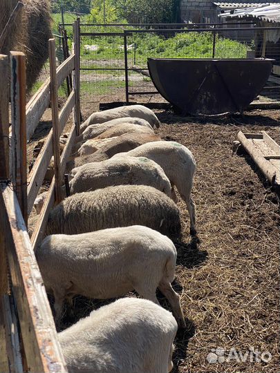 Овцы бараны ярки ягнята