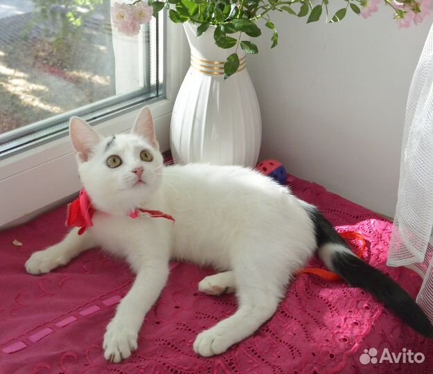 Мурка на Радость