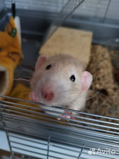 Крысы Дамбо