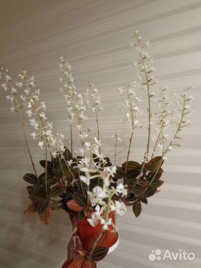 Красиво цветущее