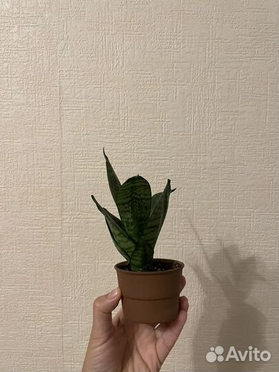 Сансевиерия ханни