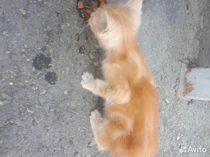 Котенок