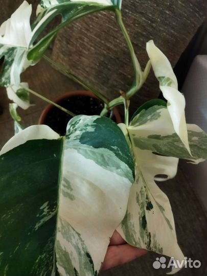 Монстера вариегатная alba