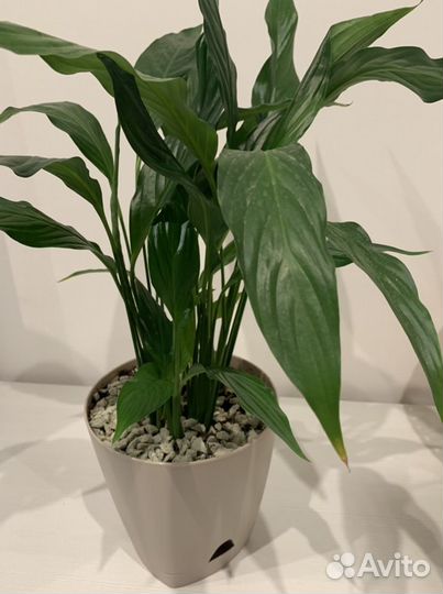 Спатифиллум