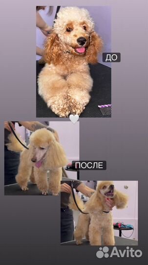 Груминг / стрижка собак