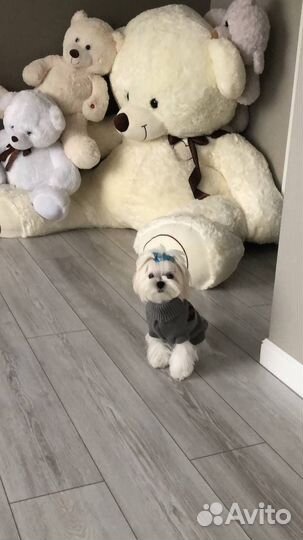 Мальтезе вязка