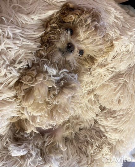 Мальтипу микро teacup teddy beige ONE IN A million