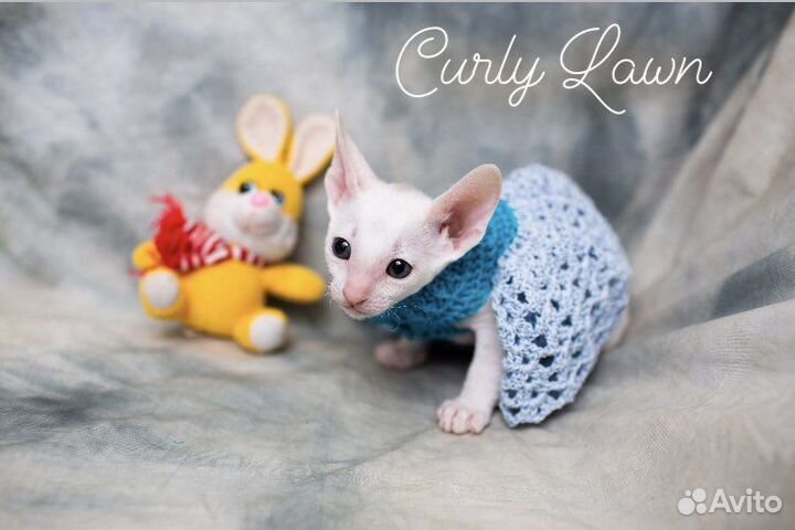 Клубные котята