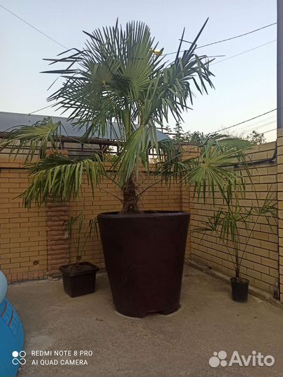 Пальма Трахикарпус