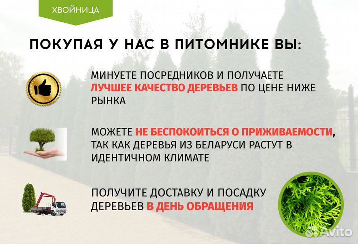 Туи крупномеры 7,5 м