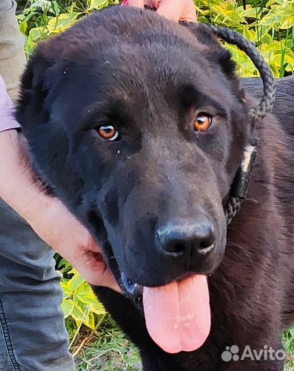 Среднеазиатская овчарка брюнетка