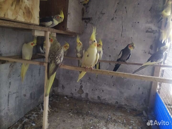 Попугаи Карелы