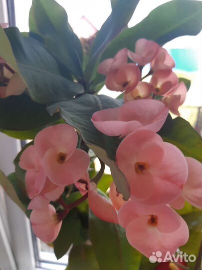 Эуфорбия миля молочай