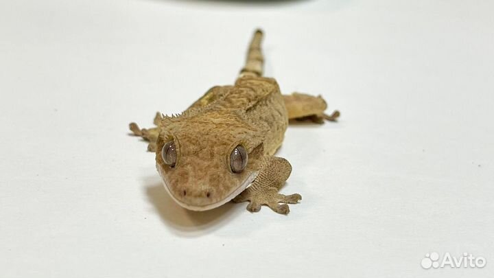 Бананоед Самец