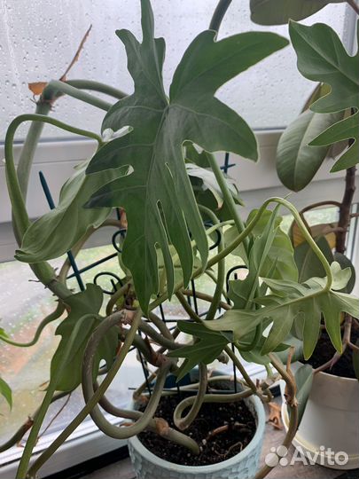 Филодендрон комнатное неприхотливое растение