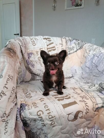 Девочки Чихуахуа