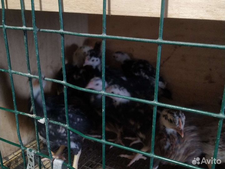 Цыплята корниш