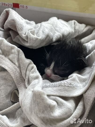 Котята в хорошие руки