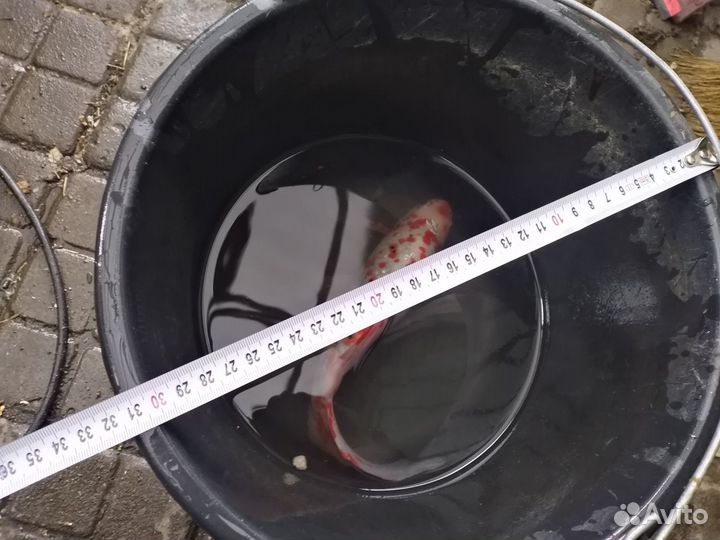 Кометы, золотые рыбки