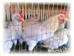Молодые петушки для Ваших курочек
