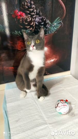 Отдам кошечку Дольку