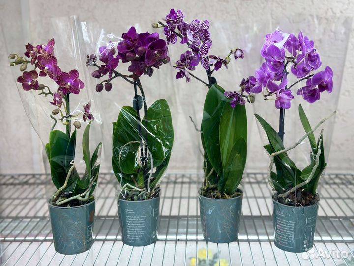 Орхидея мультифлора