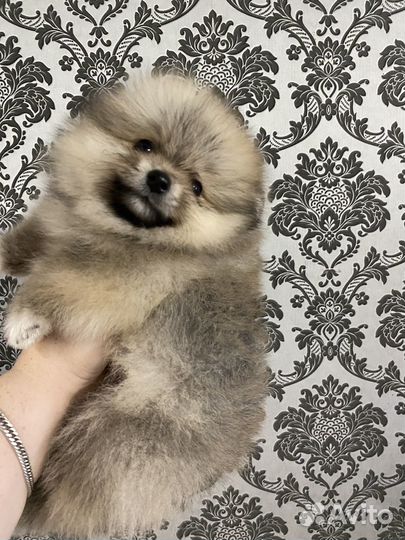 Померанский шпиц