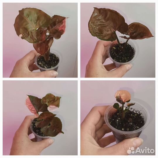 Коллекционные сингониумы,сциндапсусы,монстеры