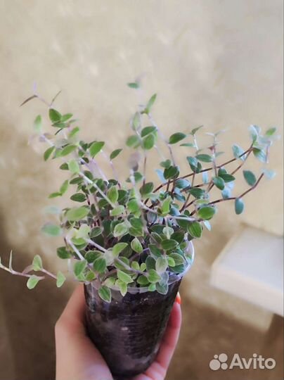 Каллизия розовая пантера, Бьянка, обычная