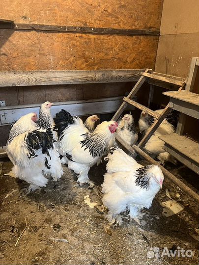 Инкубационное яйцо кур