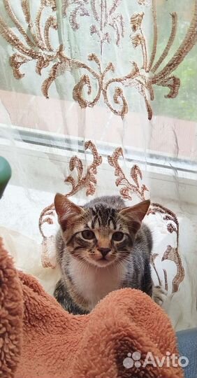 Котята в добрые руки бесплатно