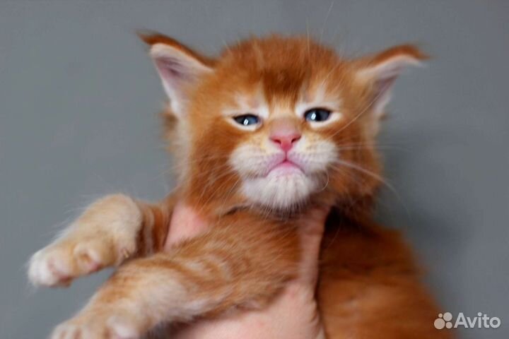 Мейн-кун очень красивый котенок, питомник