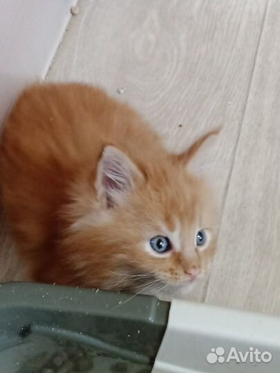 Котята мейн-кун